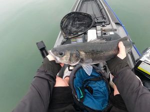European Bass (Seabass)
