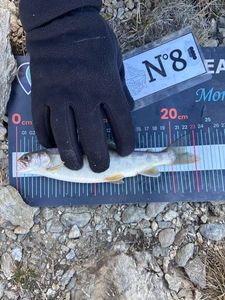 Arctic Char