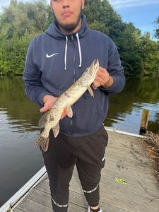 Northern Pike