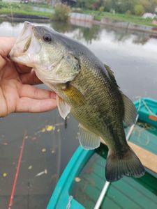 Largemouth Bass
