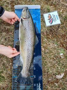 Brown Trout