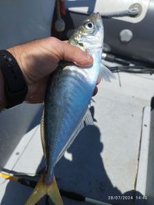 Atlantic Horse Mackerel