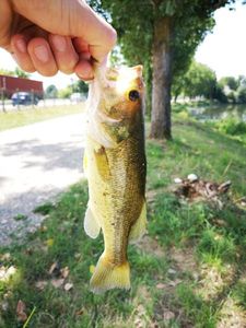 Largemouth Bass