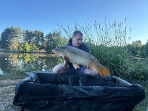 Common Carp