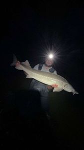 Sturgeon