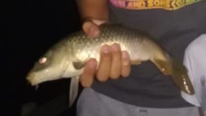 Common Carp