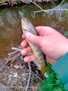 Brown Trout