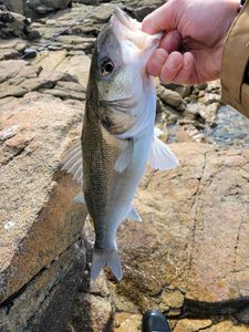 European Bass (Seabass)
