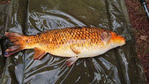 Koï Fish