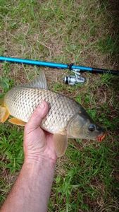 Common Carp