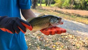 Largemouth Bass
