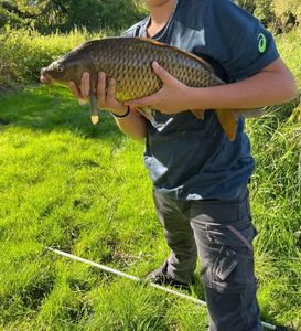 Common Carp