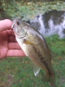 Largemouth Bass