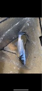 European Bass (Seabass)