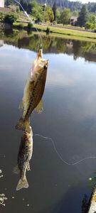 Largemouth Bass