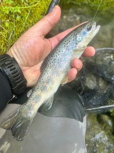 Brown Trout