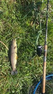 Brown Trout