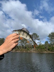 European Perch