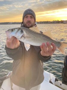 European Bass (Seabass)