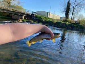 Brown Trout