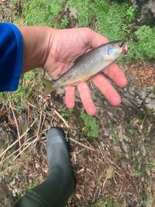 Brown Trout