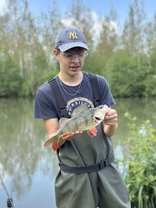 European Perch