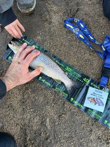 Brown Trout