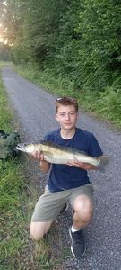 Zander