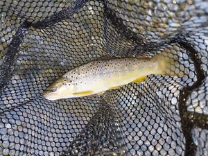 Brown Trout