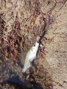 European Bass (Seabass)