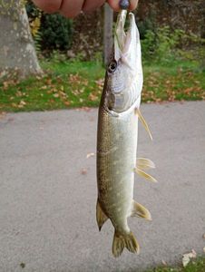 Northern Pike