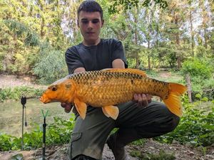 Koï Fish