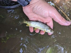 Brown Trout