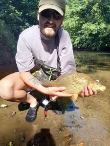 Common Carp