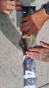 Largemouth Bass