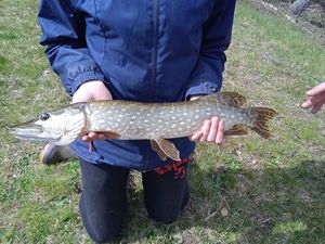 Northern Pike