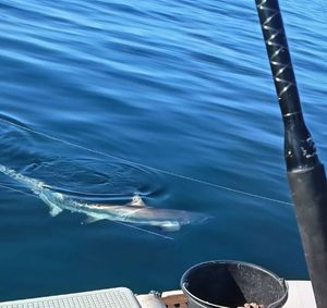 Thresher Shark