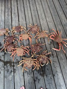 Common Spider Crab