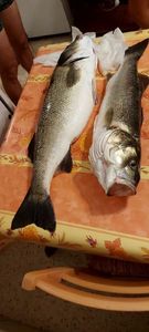 European Bass (Seabass)