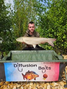 Grass Carp
