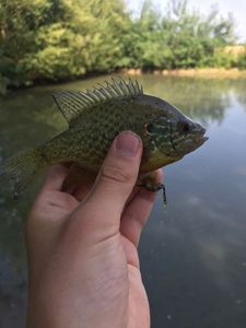 Green Sunfish