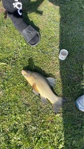 Tench