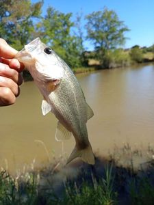 Largemouth Bass
