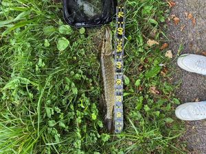 Northern Pike
