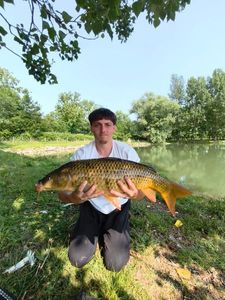 Common Carp