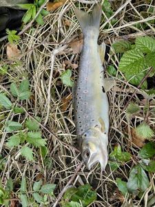 Brown Trout