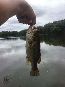 Largemouth Bass