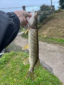 Northern Pike
