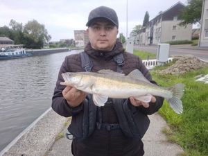 Zander