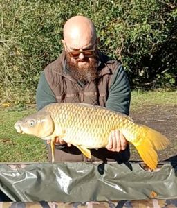 Common Carp